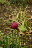 Magnolia 'Black Tulip' RCP04-06 (153).jpg
